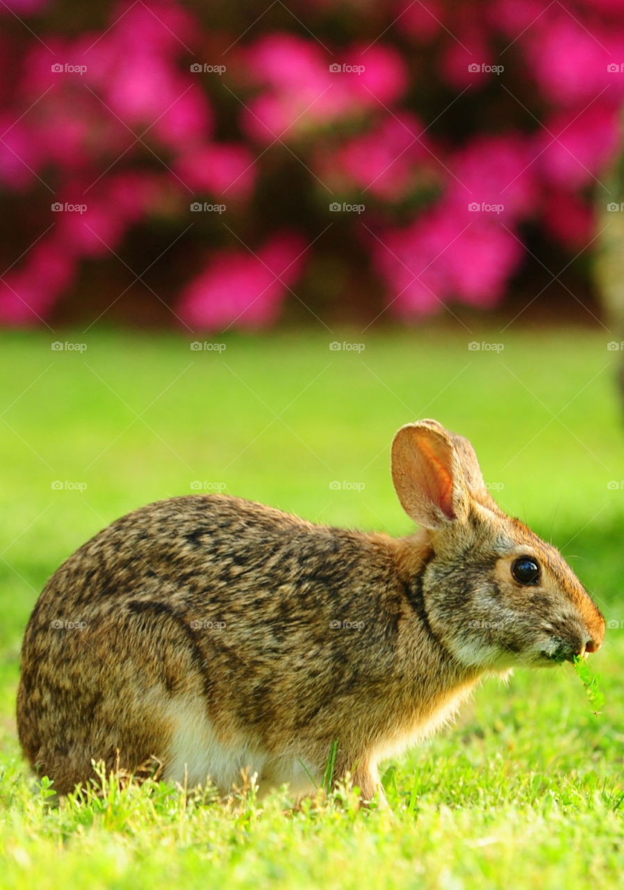 rabbit bunny marsh rabbit wild rabbit by lightanddrawing