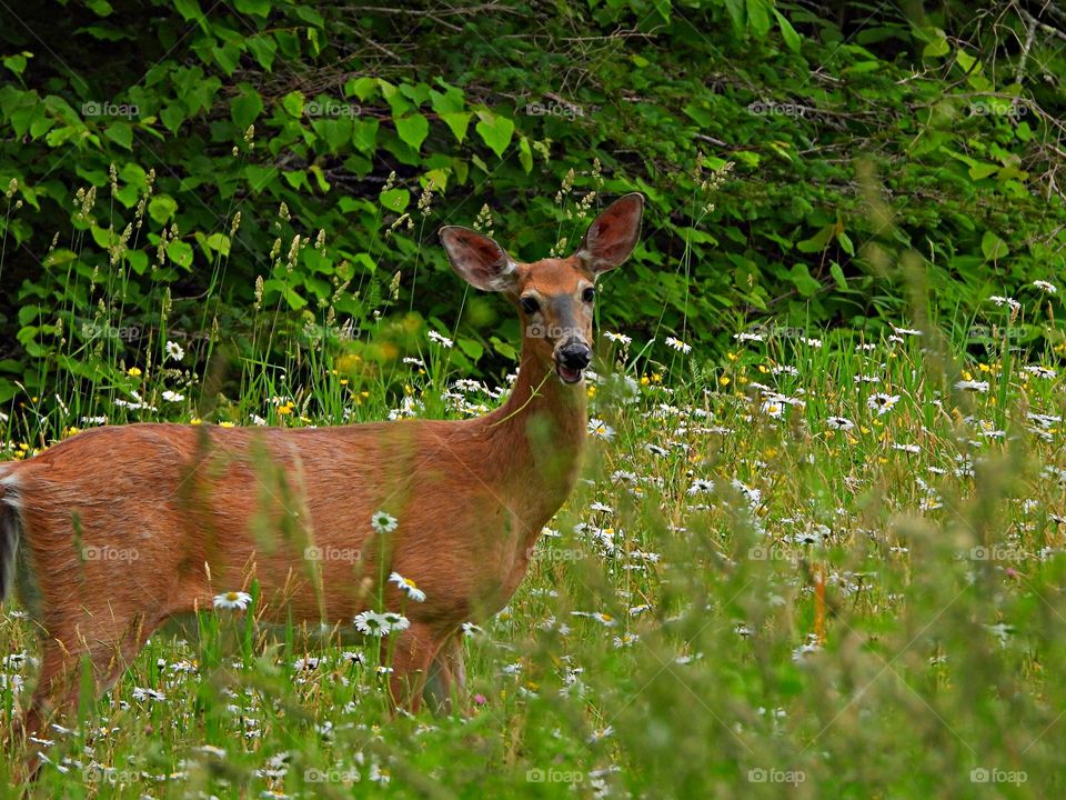 A whitetail doe poses after eating daisies from the flower garden in the Spring. Gardeners who live in heavily deer-populated areas know just how frustrating it can be to see their hard work trampled and eaten by hungry, roaming deer