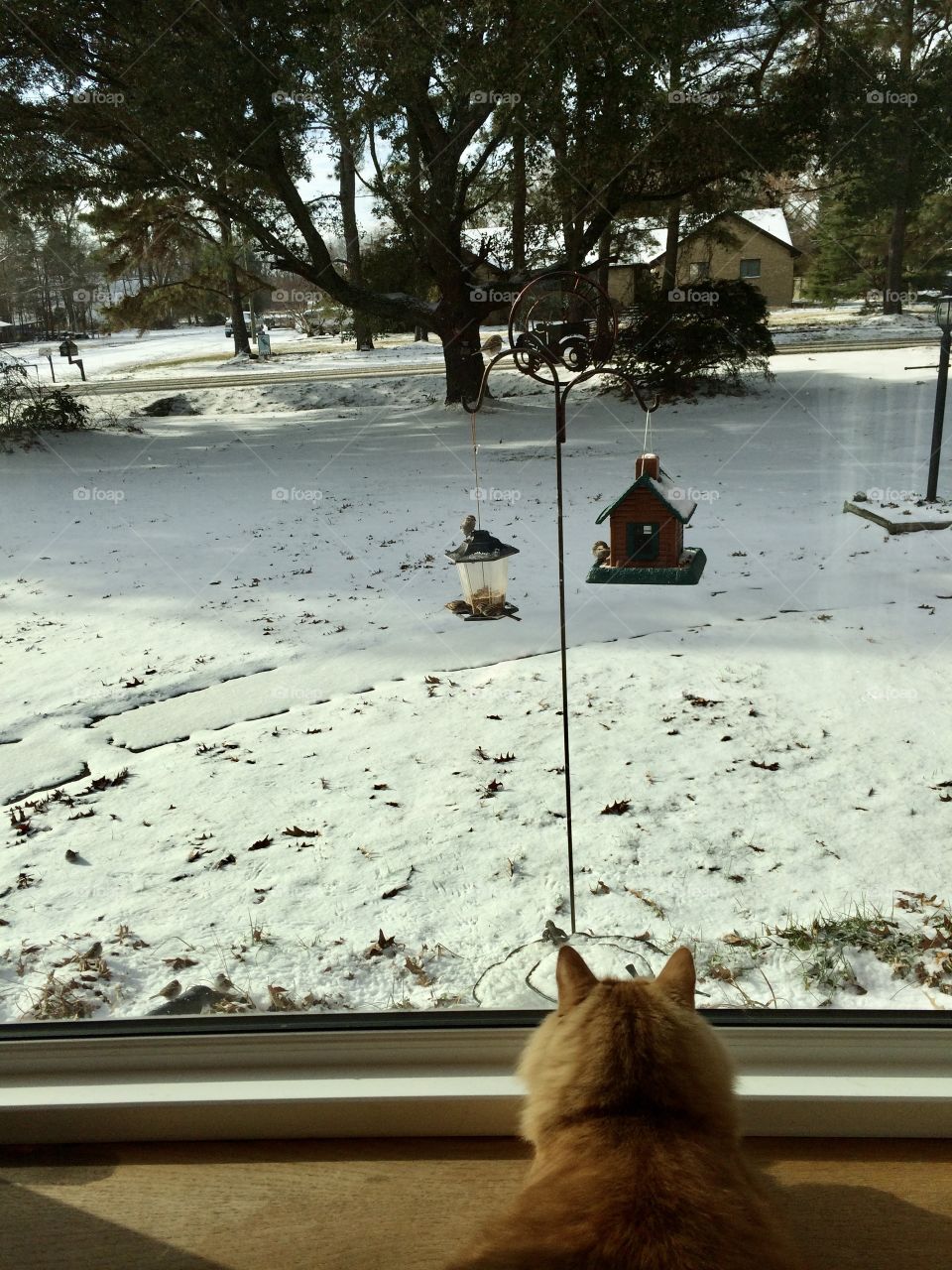 Cat looking out from bay window at snow and birds