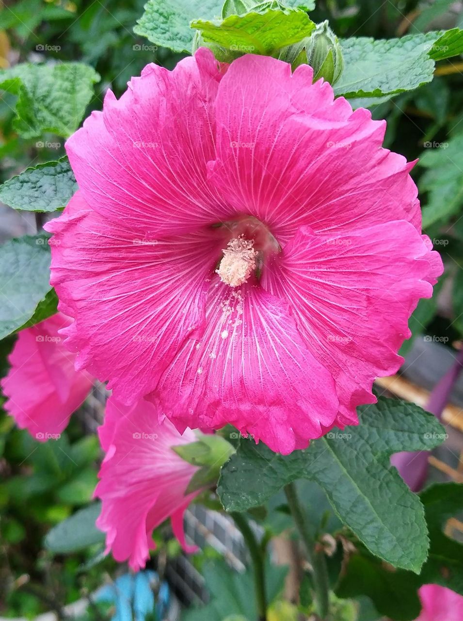 Beautiful flowers in bloom