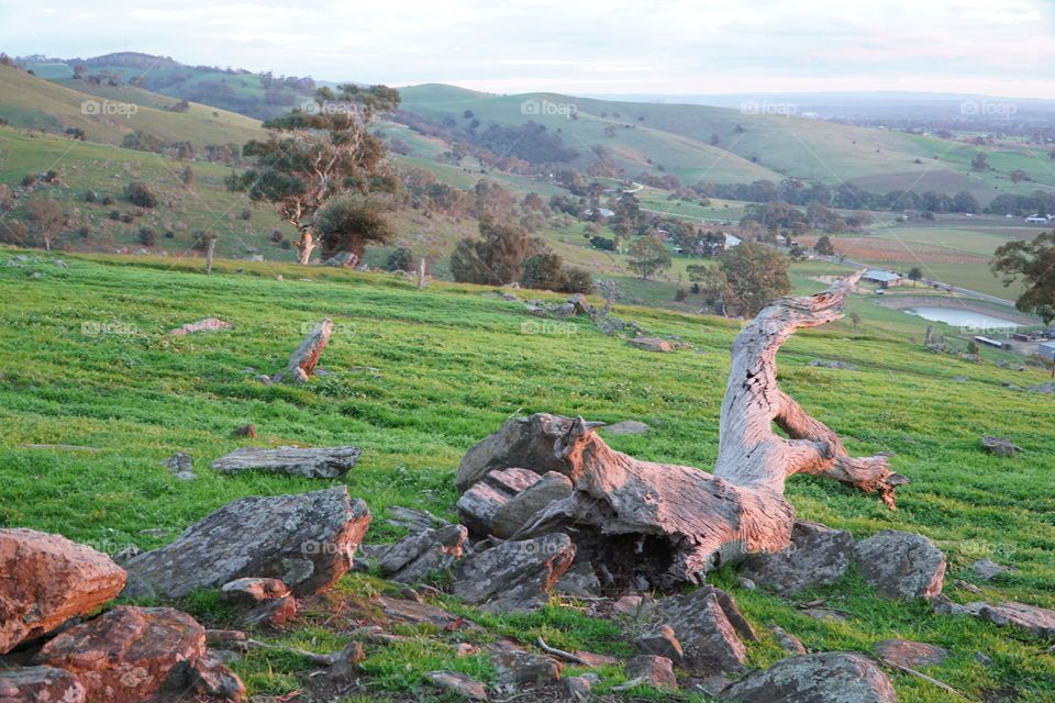 Green valley with pink glow on old tree stumps