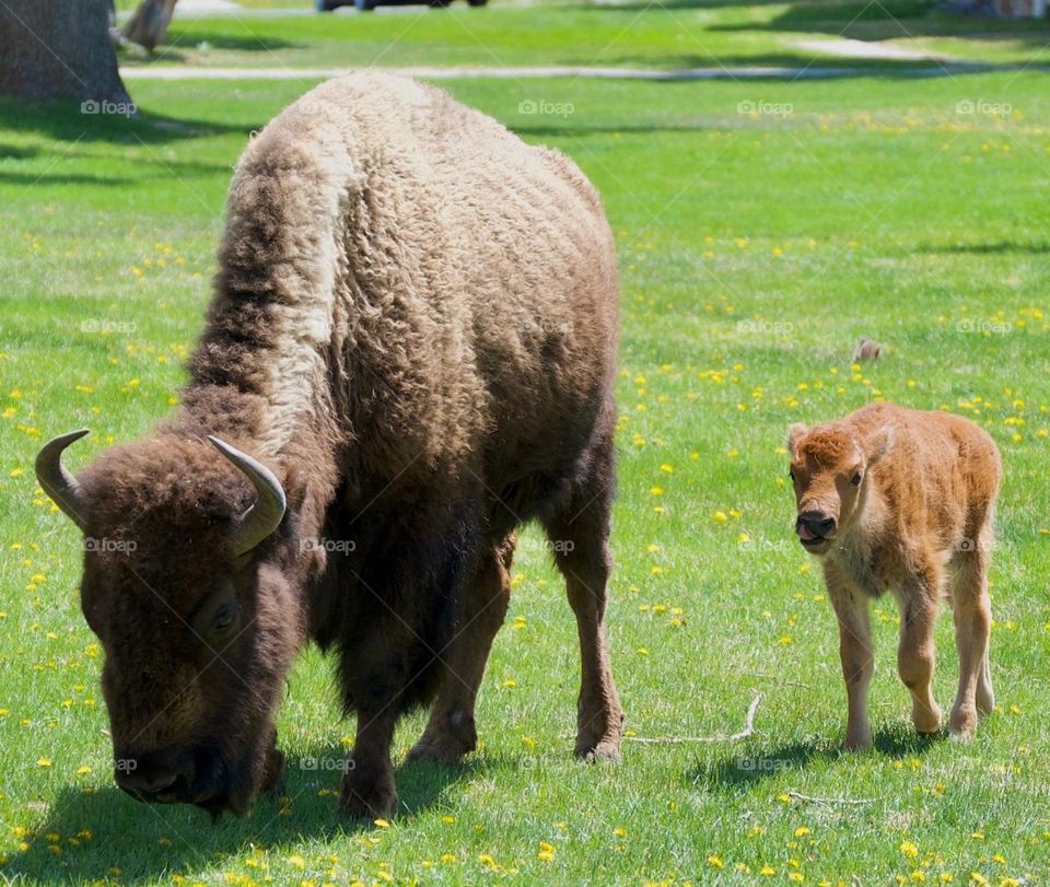 A cheeky bison calf licks its nose while it’s mom grazes on green grass