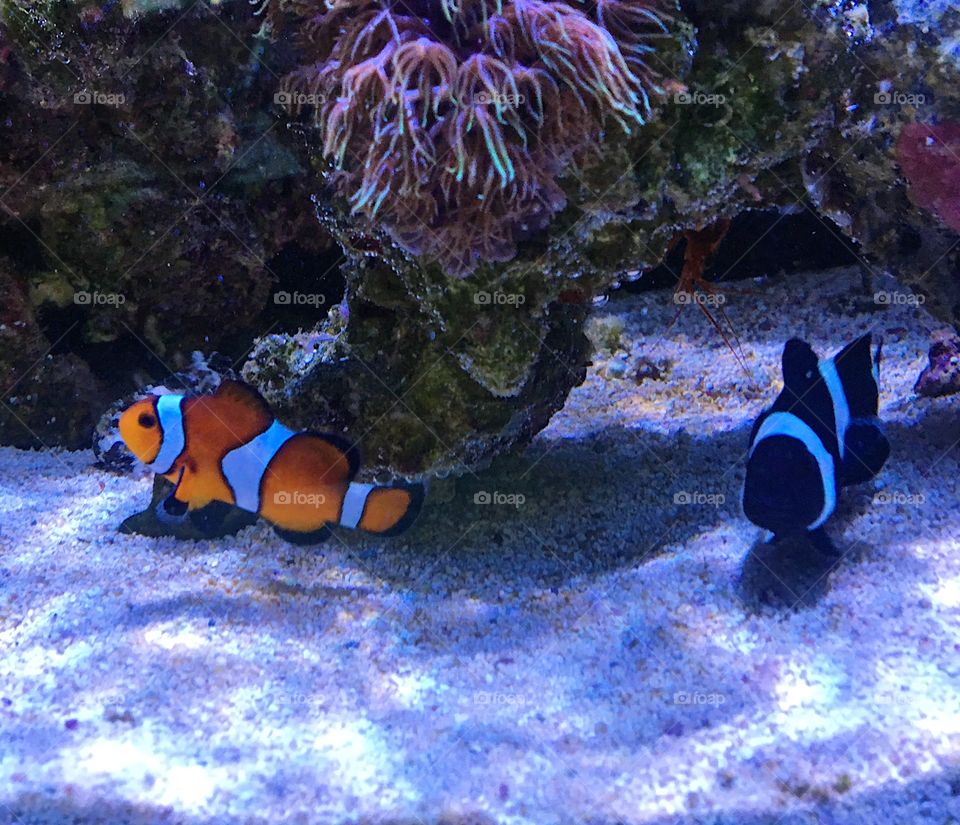 A pair of clown fish 