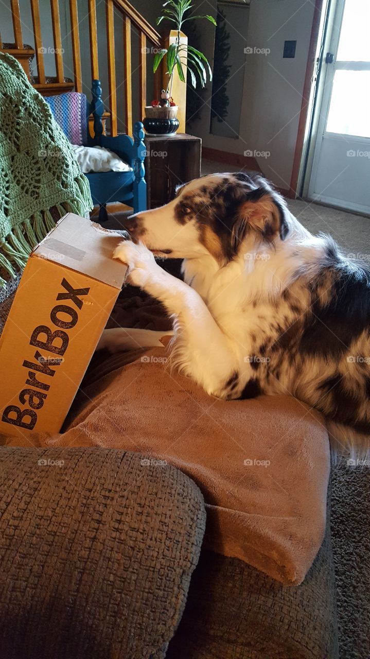 my barkbox!