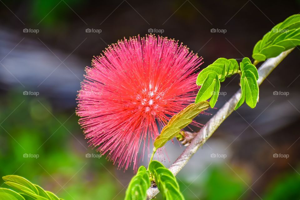 Pink Powder Puff flower, also known as Calliandra, commonly seen in Hawaii