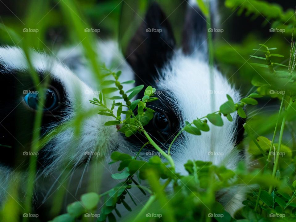 Baby Bunny