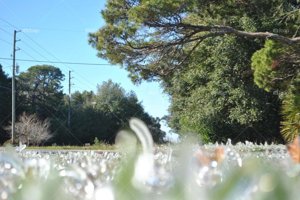 Icy grass