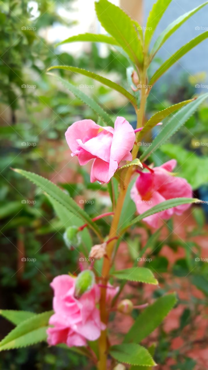 #flower #floral #flora #nature #tropical #leaf #greenleaves #garden #fairweather #park #outdoor #rainy #raindrops #elegant #pool #closeup #beautiful #pink #pinkflower #shrub #elegant