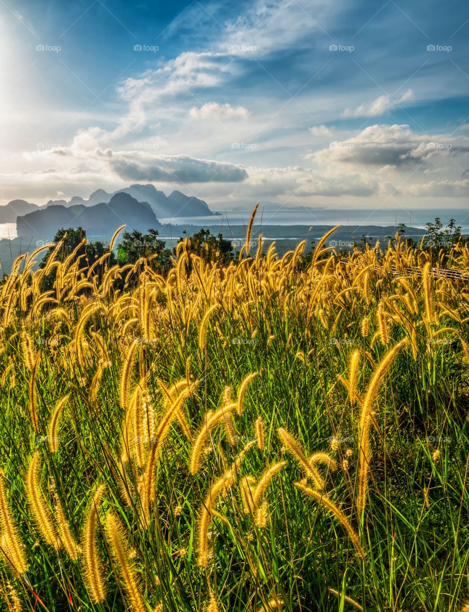 Grass field in front of Sunrise background