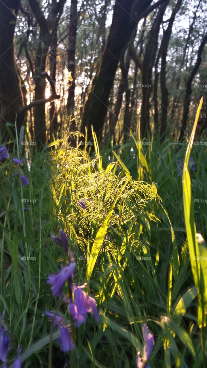 hiking grass and flowers