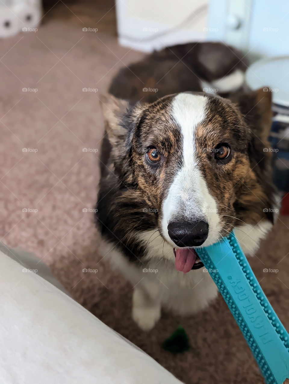 Corgi dog sharing favorite toys.
