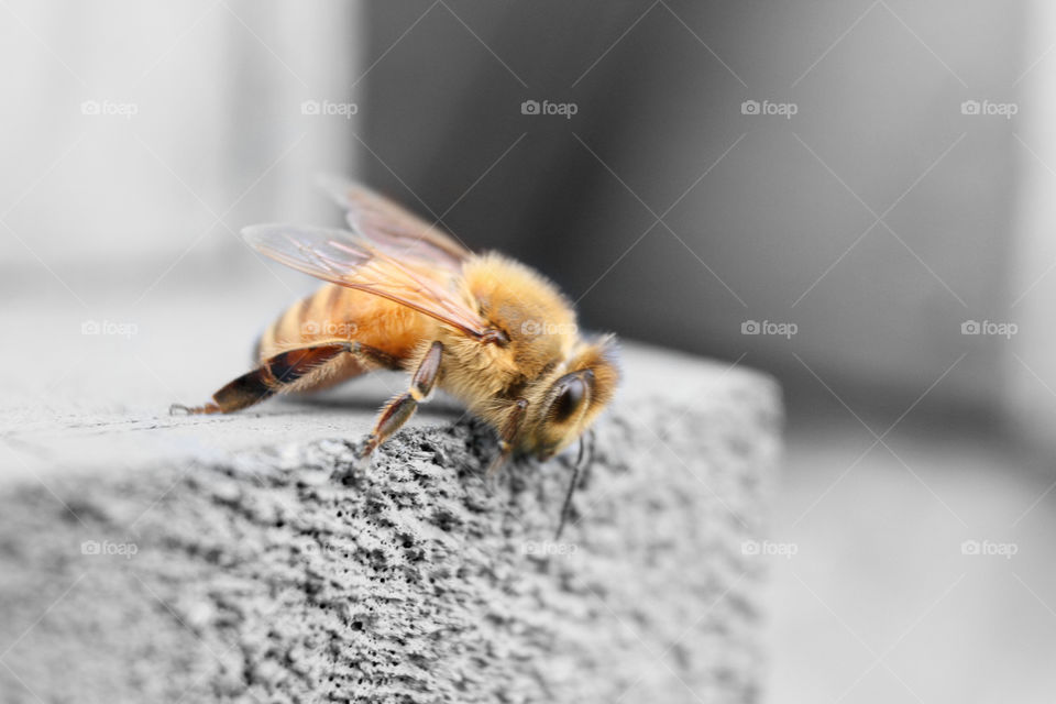 Bees monochrome background