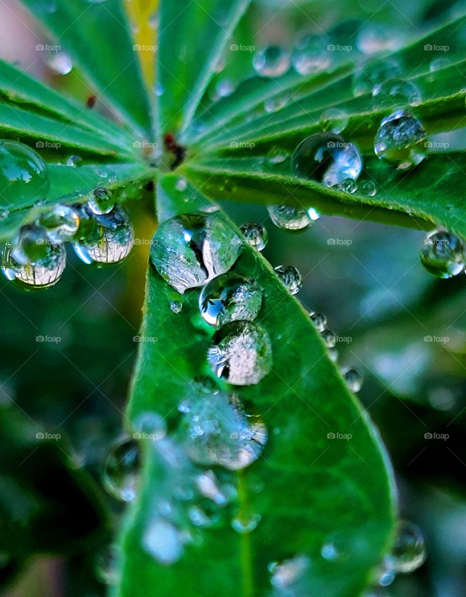 water beaded up on Lupin Leaves