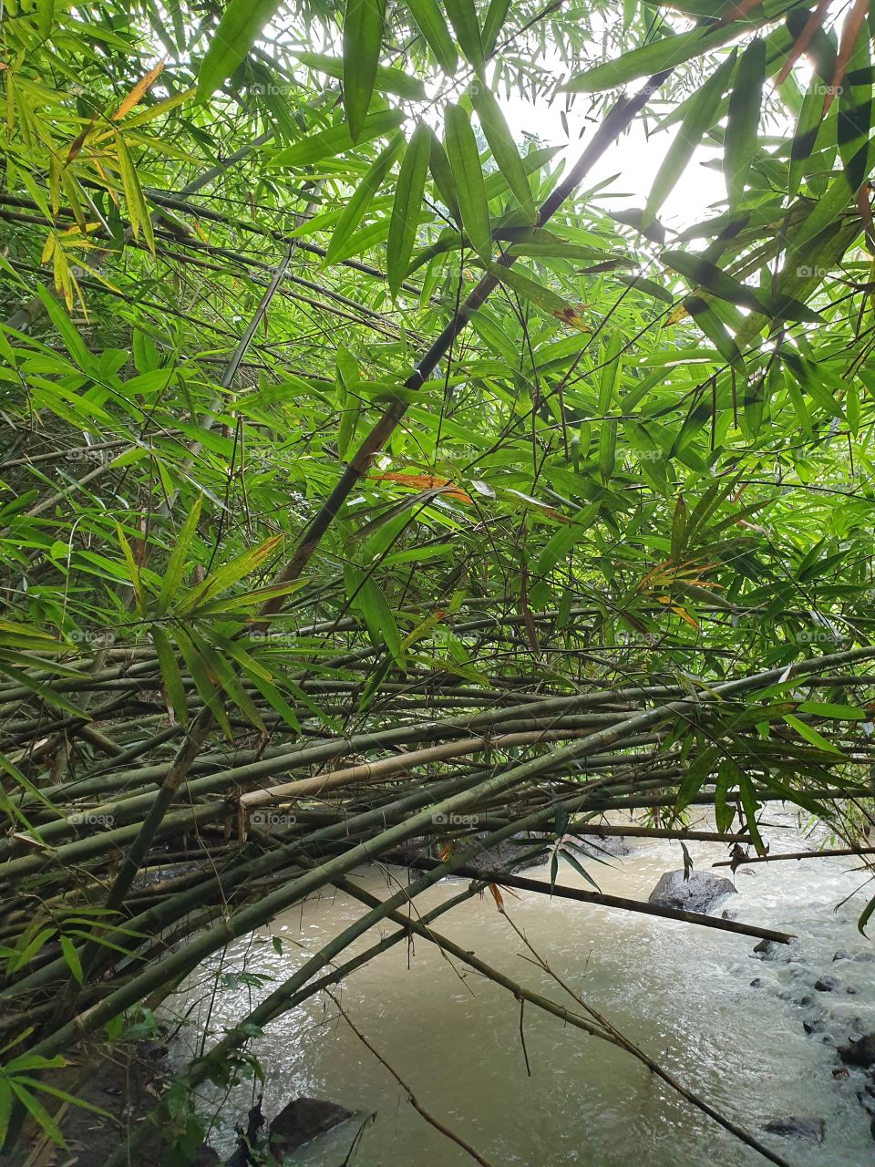 bamboo beside the river