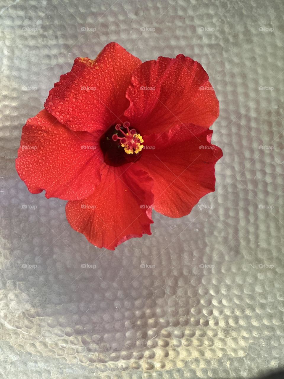 Red hibiscus flower on hammered silver tray