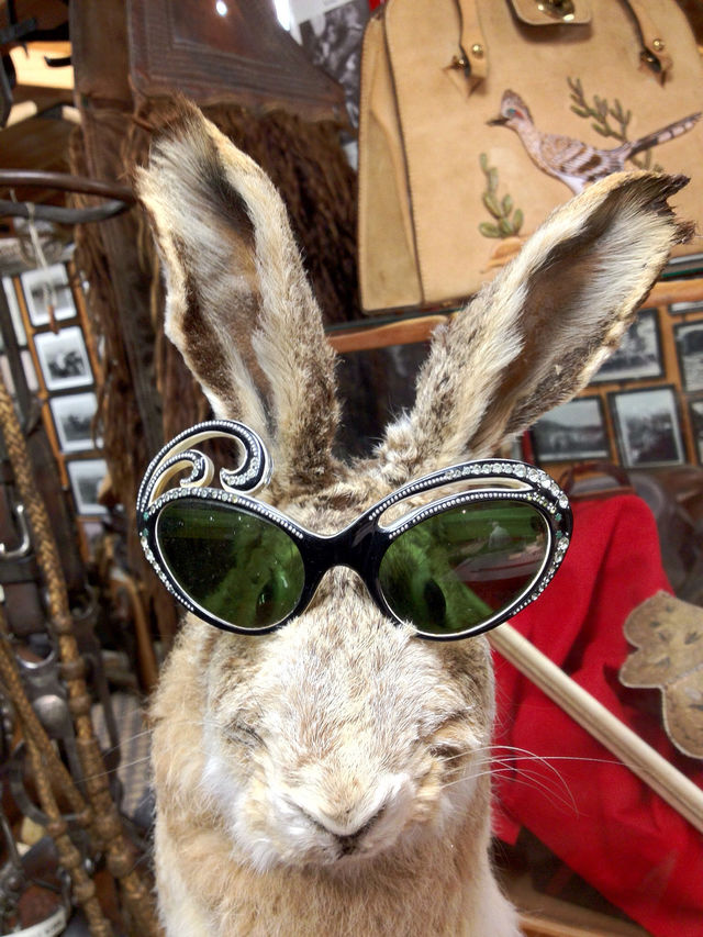 Weird rabbit