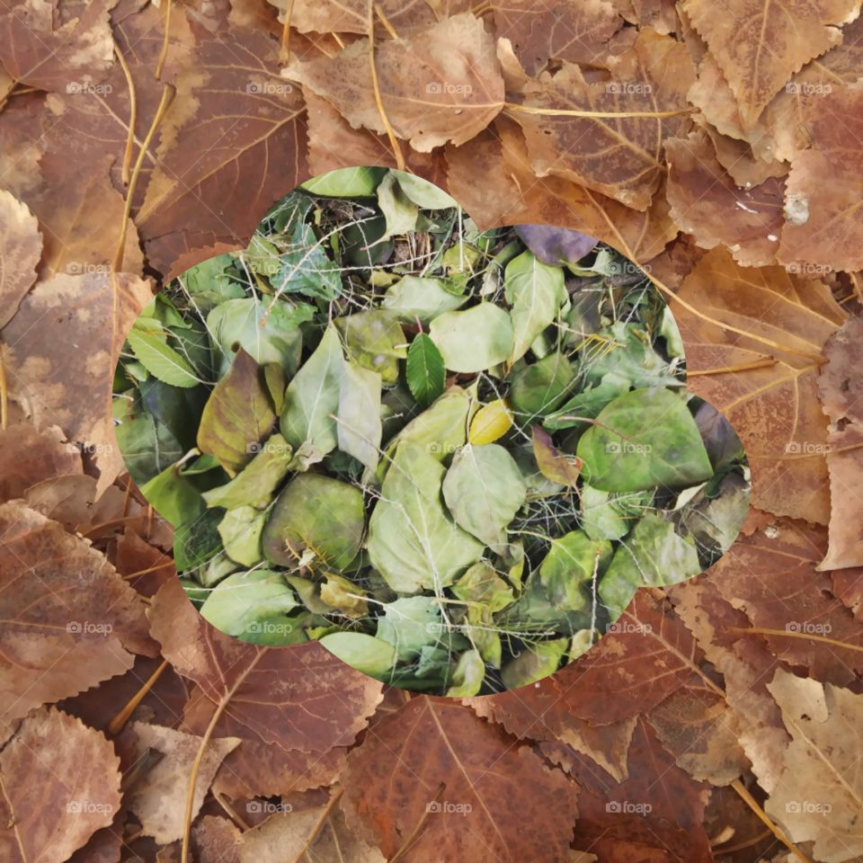 A small collage of leaves in a cloud shape, without a border 💞