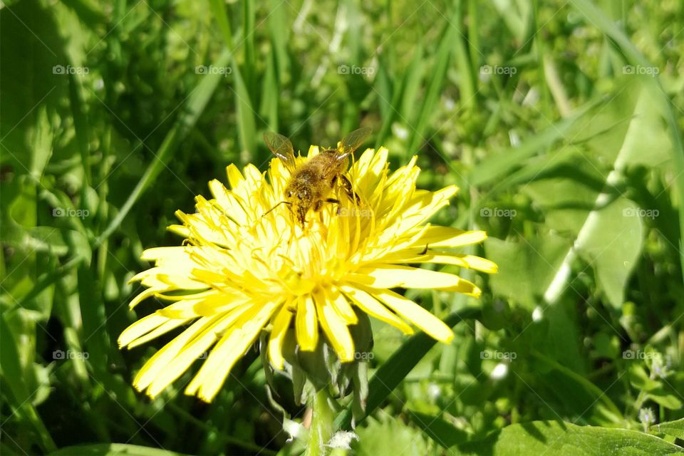 Dandelion blossom