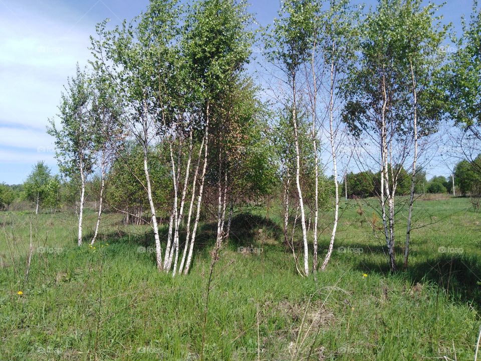 Молодые березки