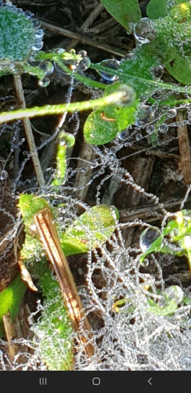 Native Bushland Victoria Dew on Spiders Web