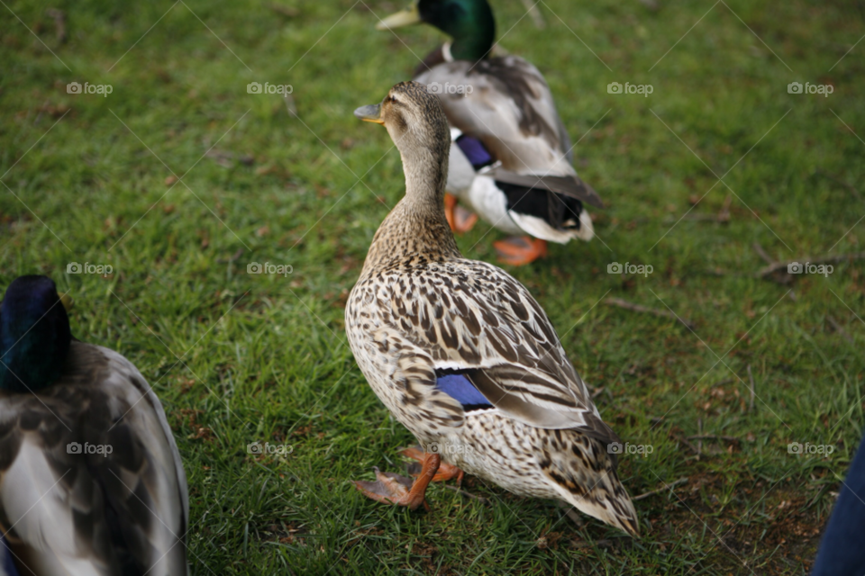 Duck, Bird, Goose, Wildlife, Mallard
