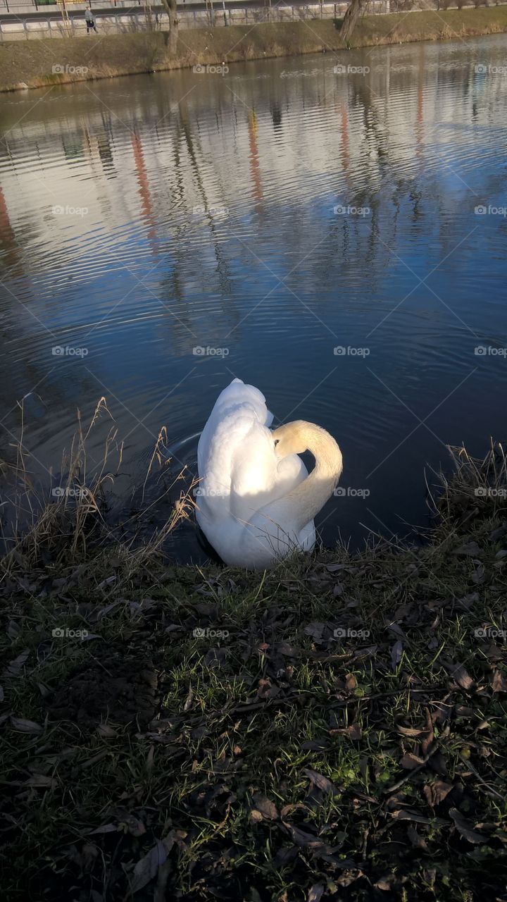swan