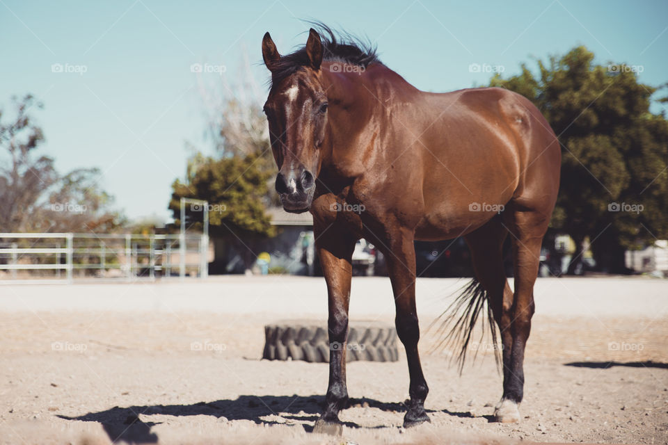 Horse standing at ranch