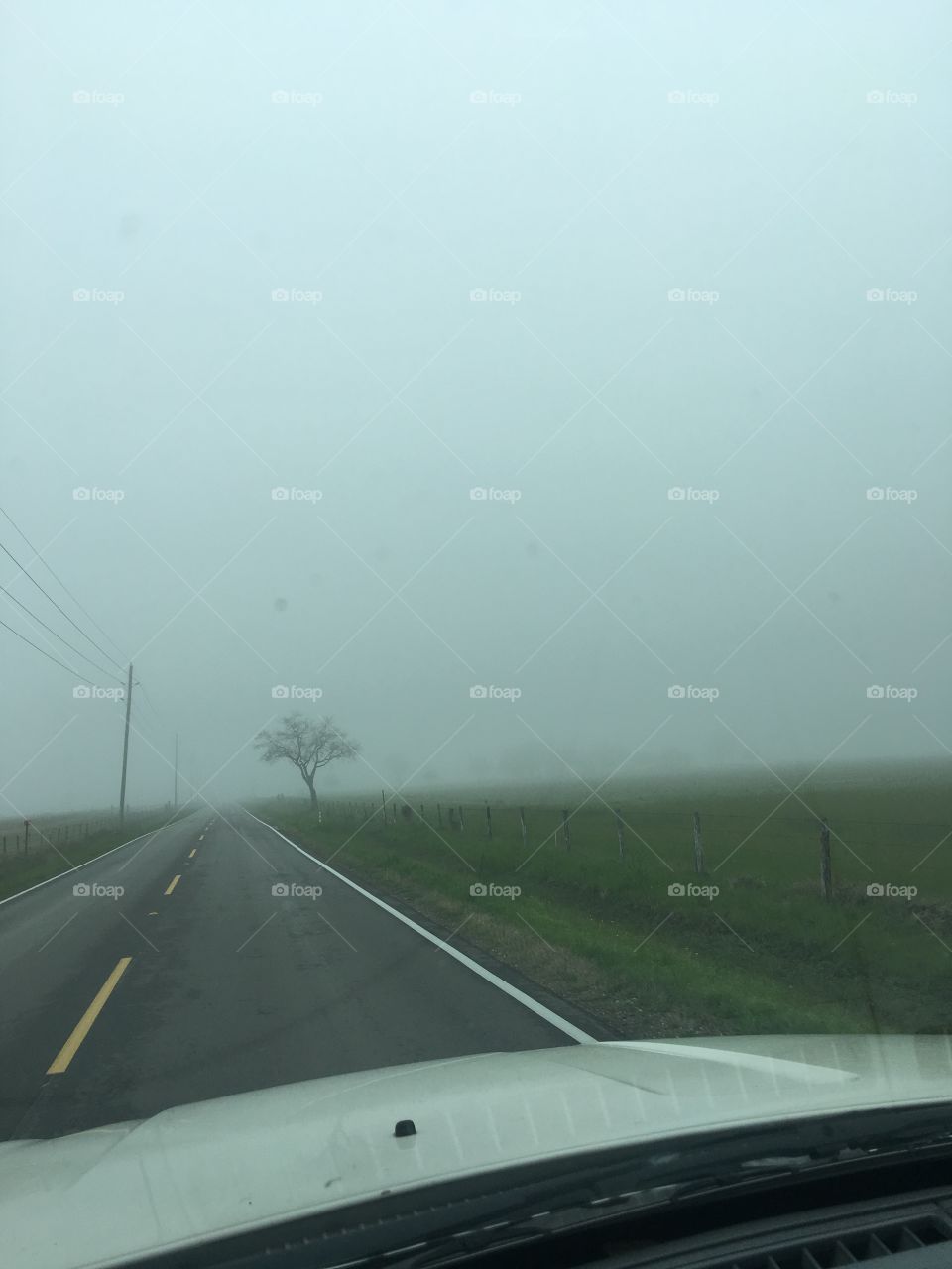 A pretty fog day 