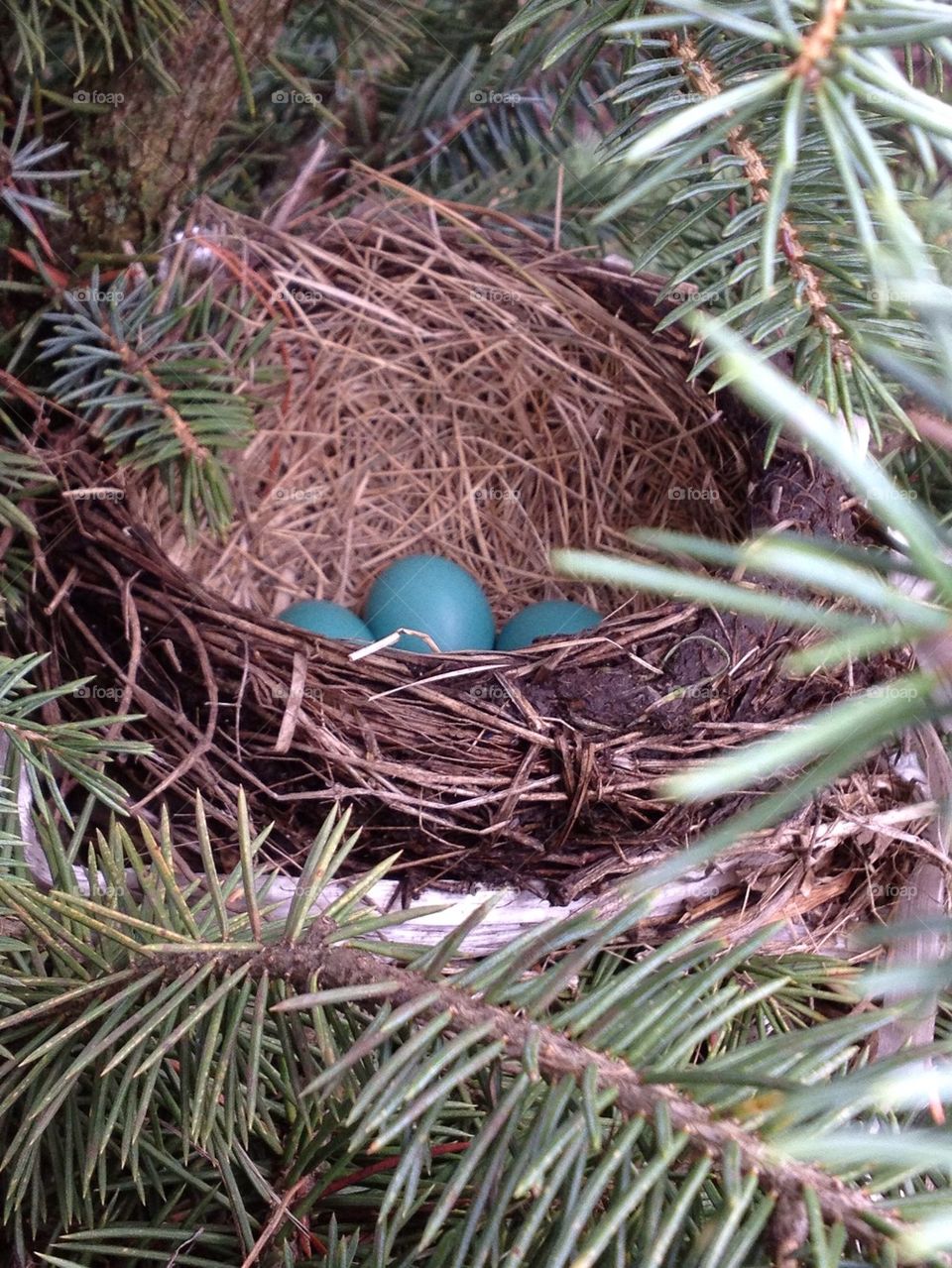 Robin Nest