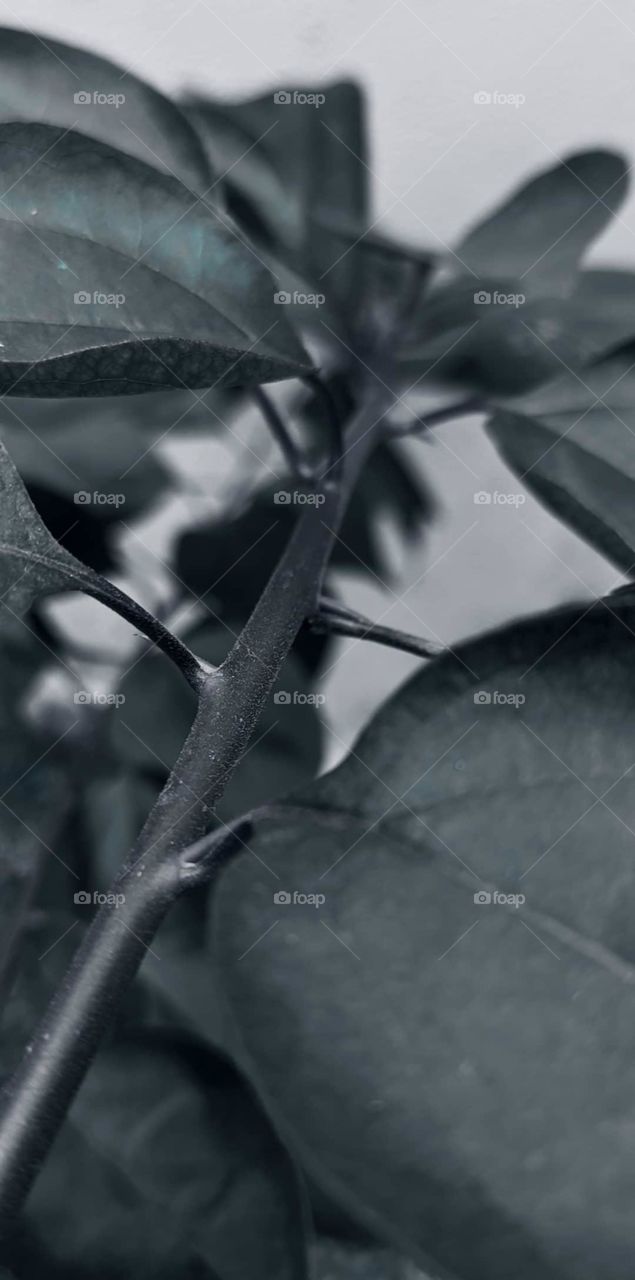 it gives us memorial nature leaves,