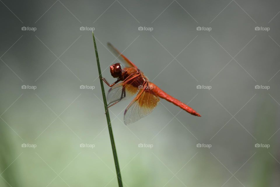 Dragonfly In Motion