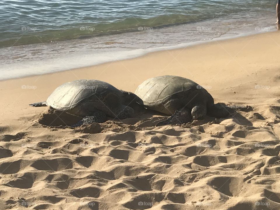 Two huge sea turtles rest along the North Shore coast in Hawaii.