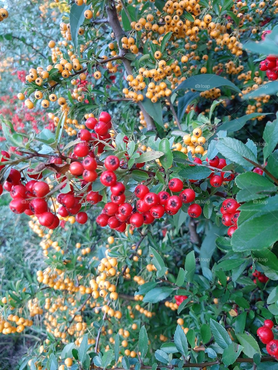 red and yellow hawthorn