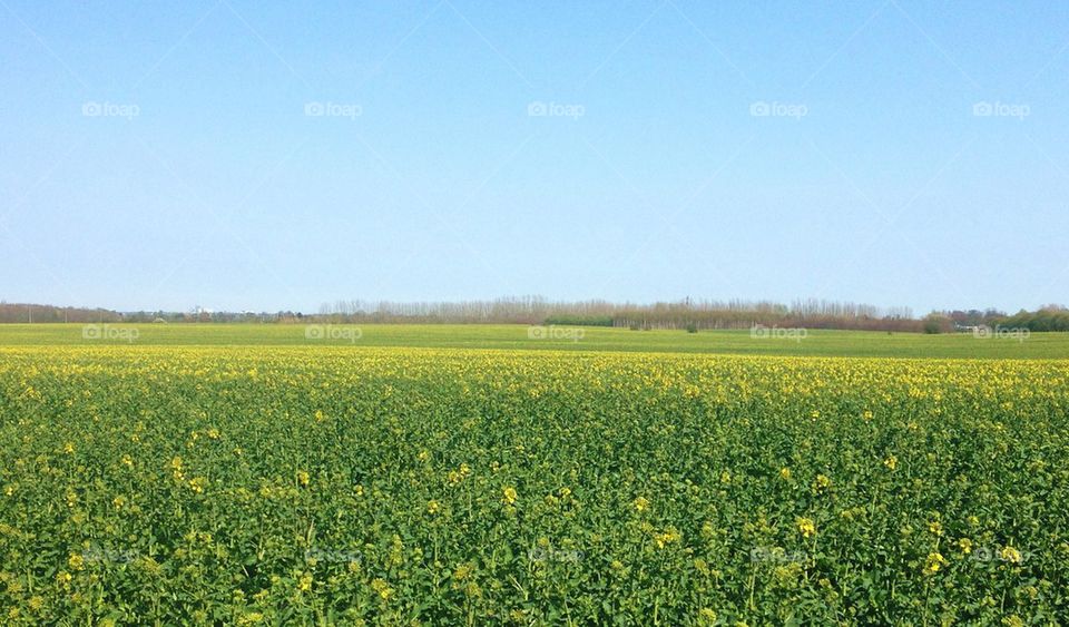 Grassy field against clear sky