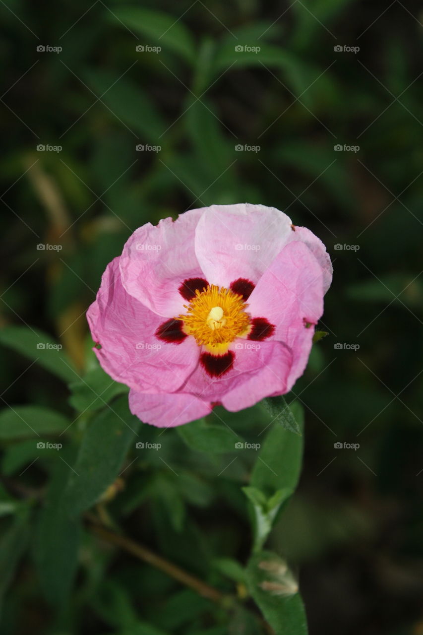 Closeup of Rose-Purple Blooms with Maroon Spots; Some of its petals have a lighter pigment rather than its signature rose-purple color; (Also known as Purple Rock Rose or Cistus purpureus); photo taken near sunset 