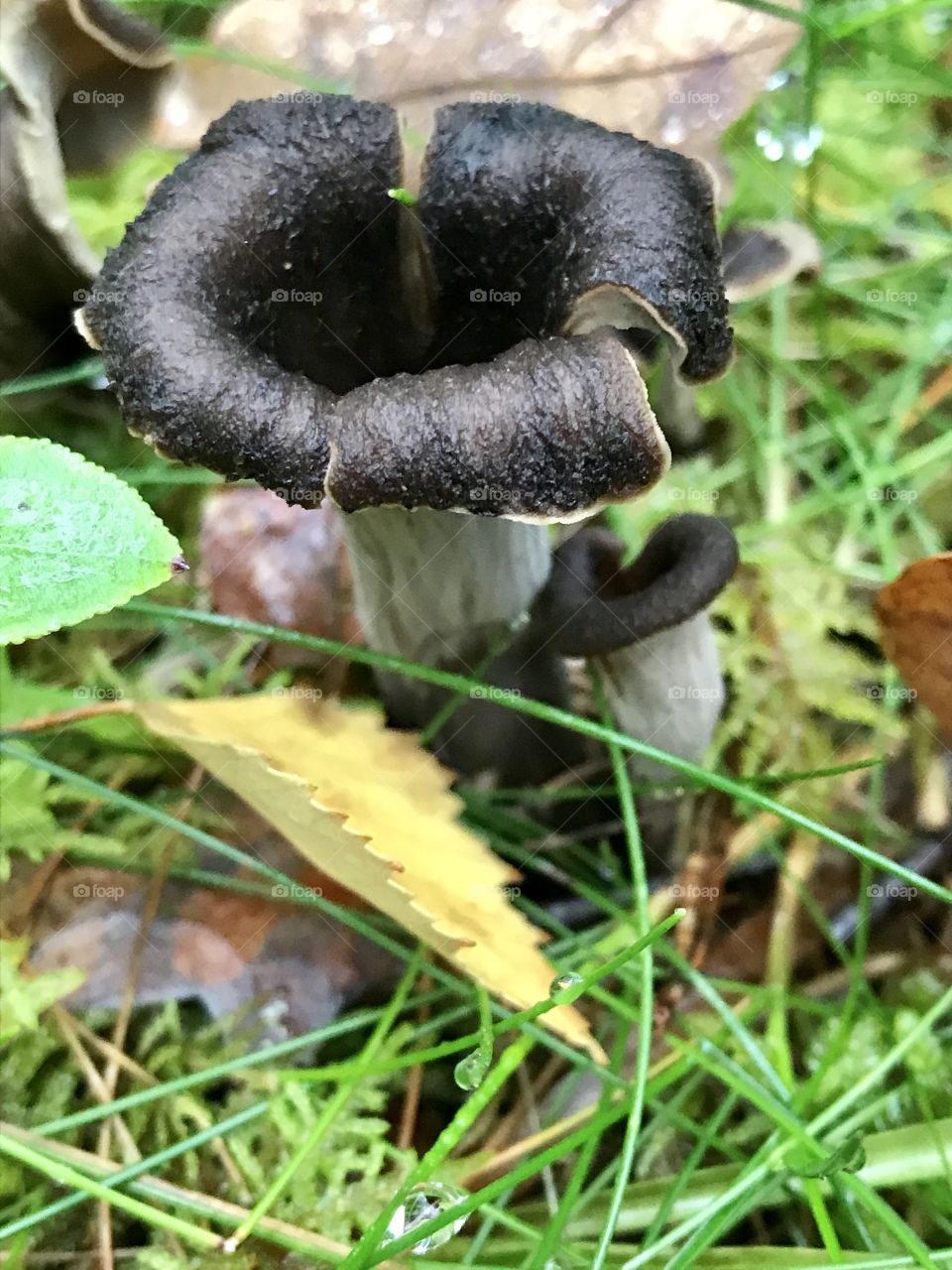 Black horn if plenty mushroom 