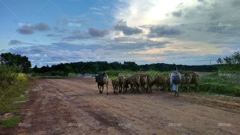 Shepherds cows