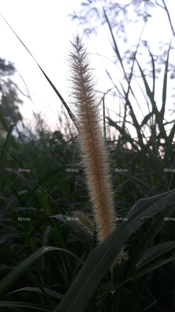 elephant grass