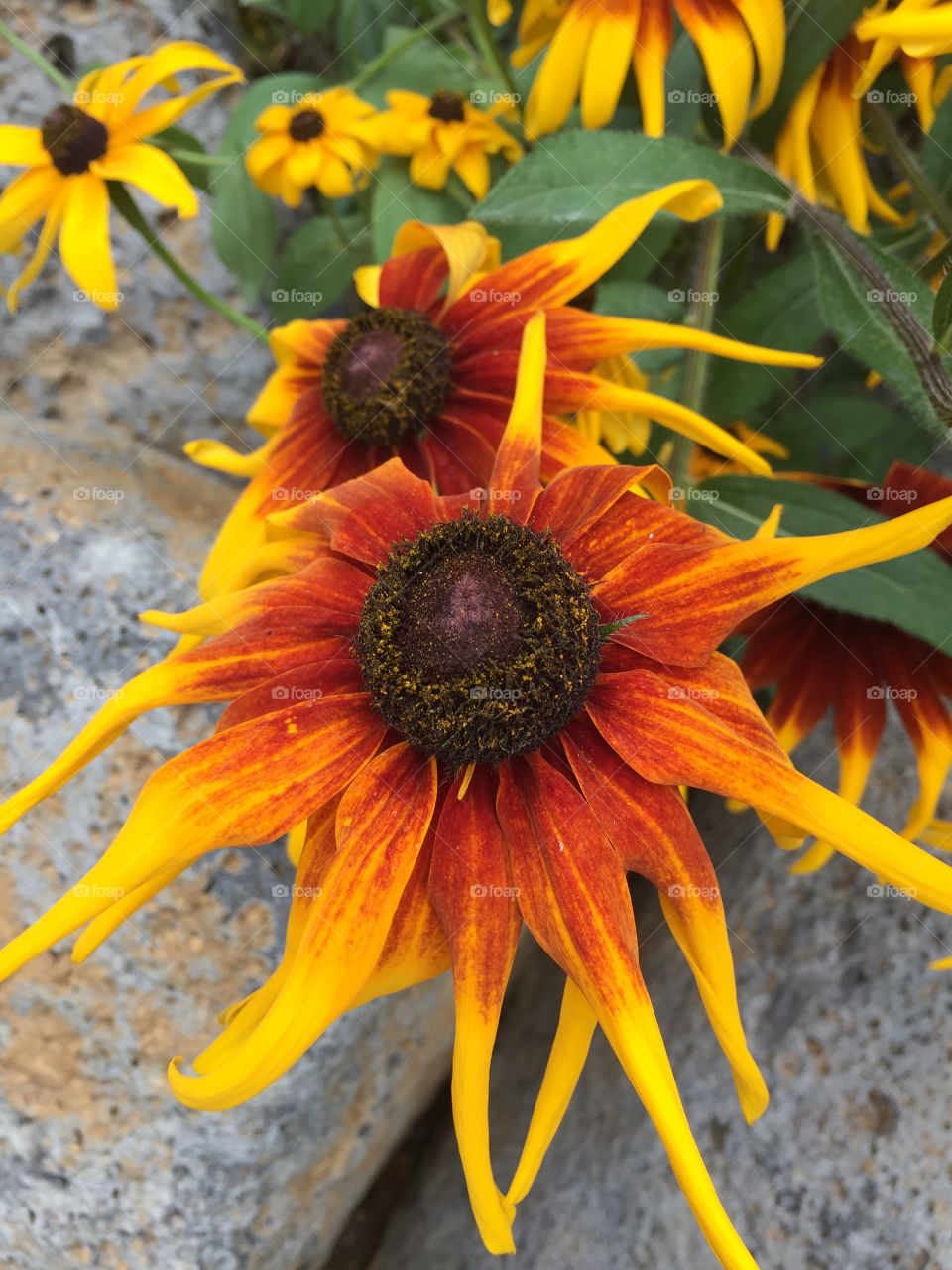 Susans. Taken at Everland Resort Korea