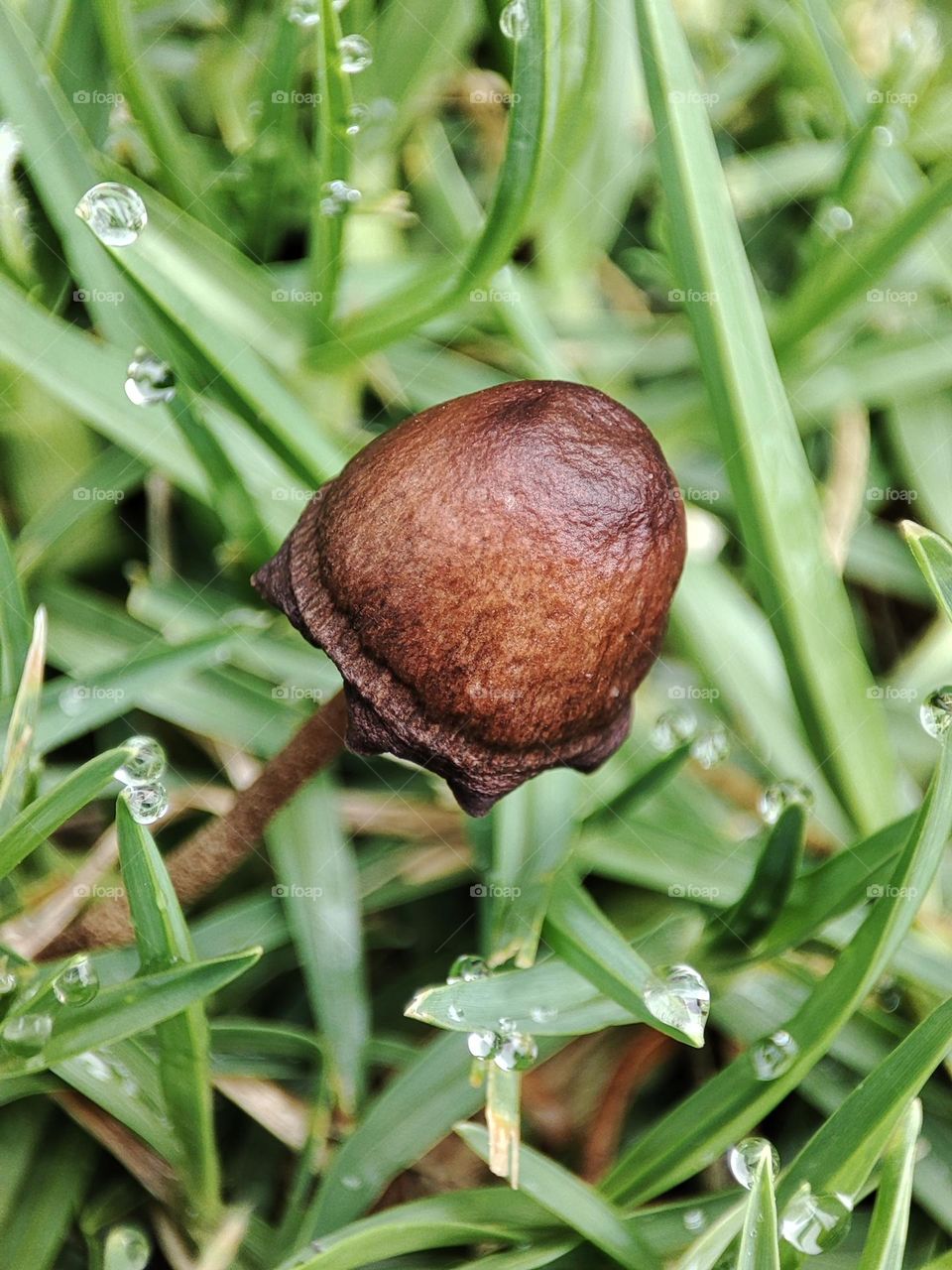 Mushroom on grass