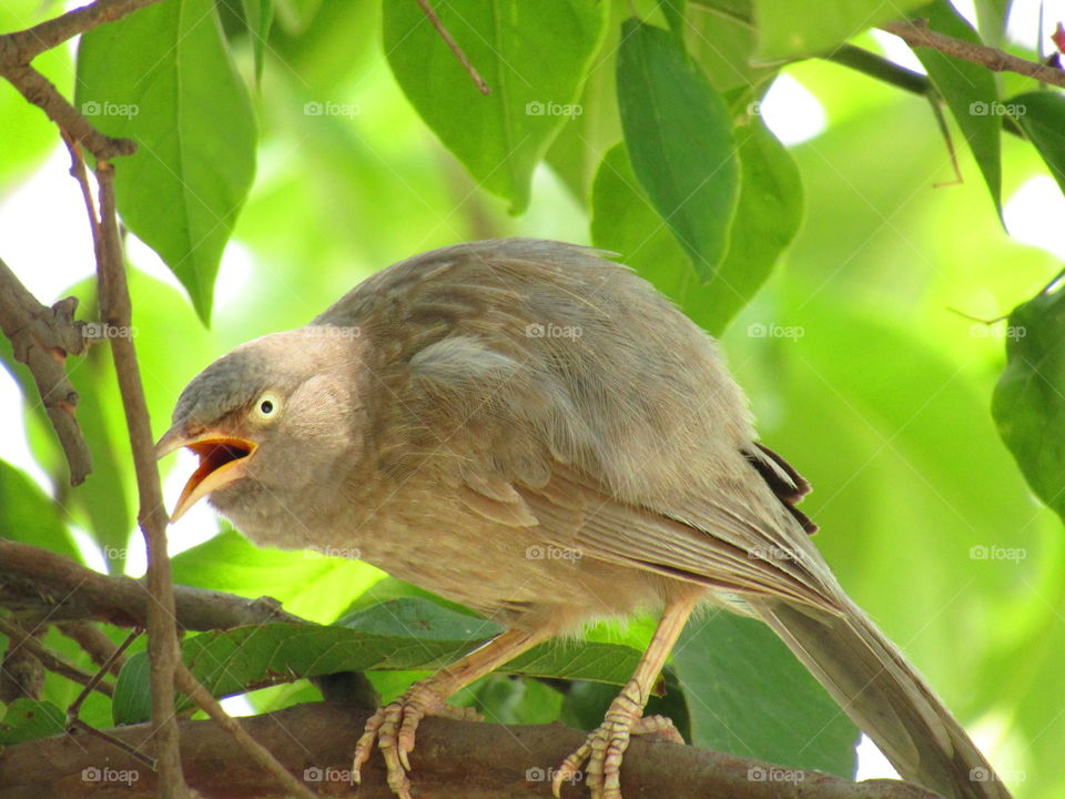 Jungle babbler bird or (Turdoides striata) or beautiful seven sisters or angry bird