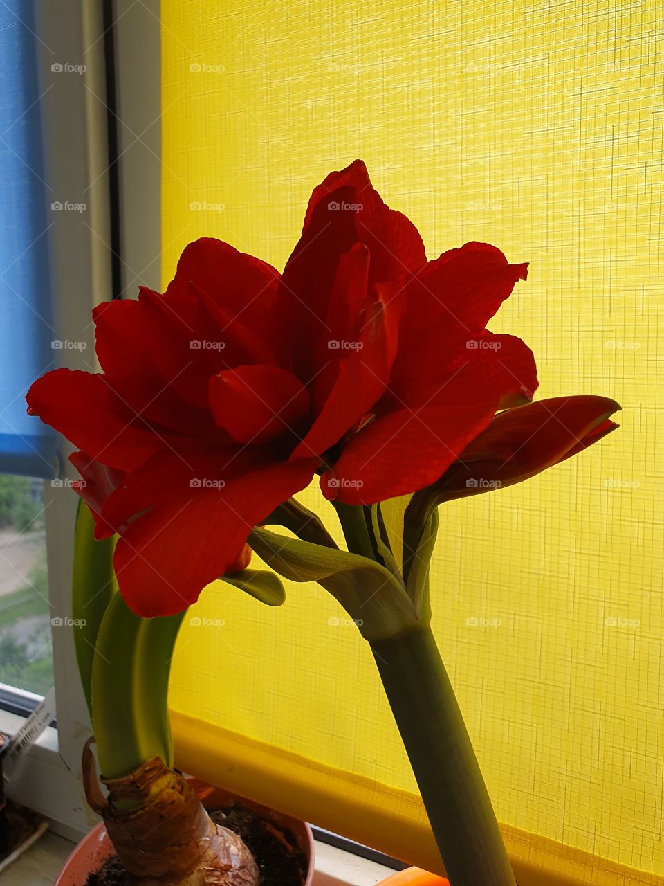 blooming amaryllis flower and a bud blossoming in front of curtain