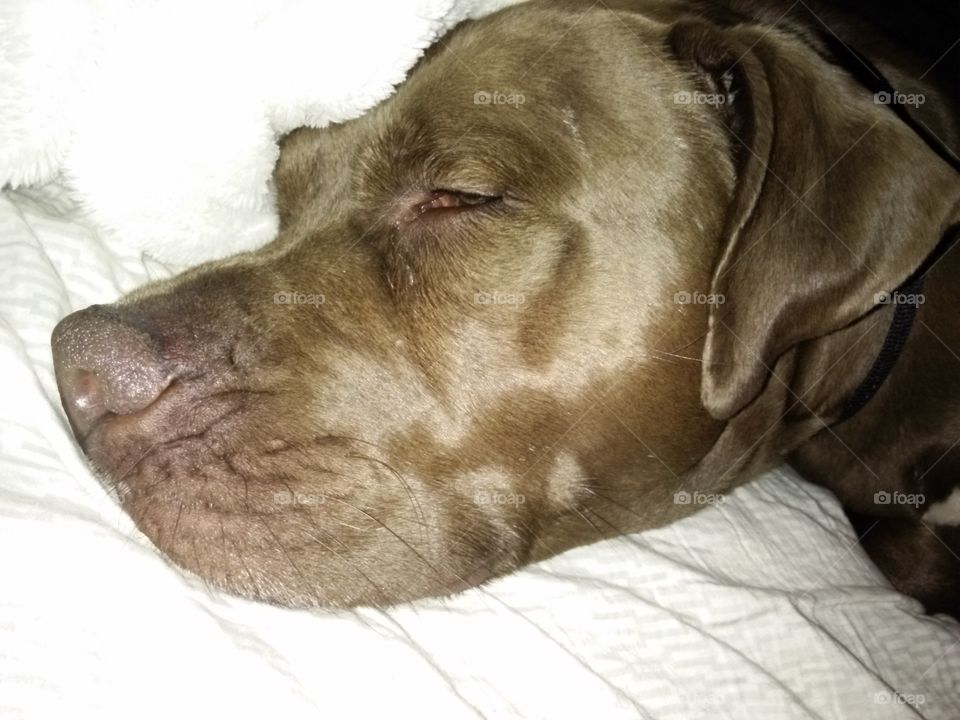 Sleepy Remy. my dog, sleeping