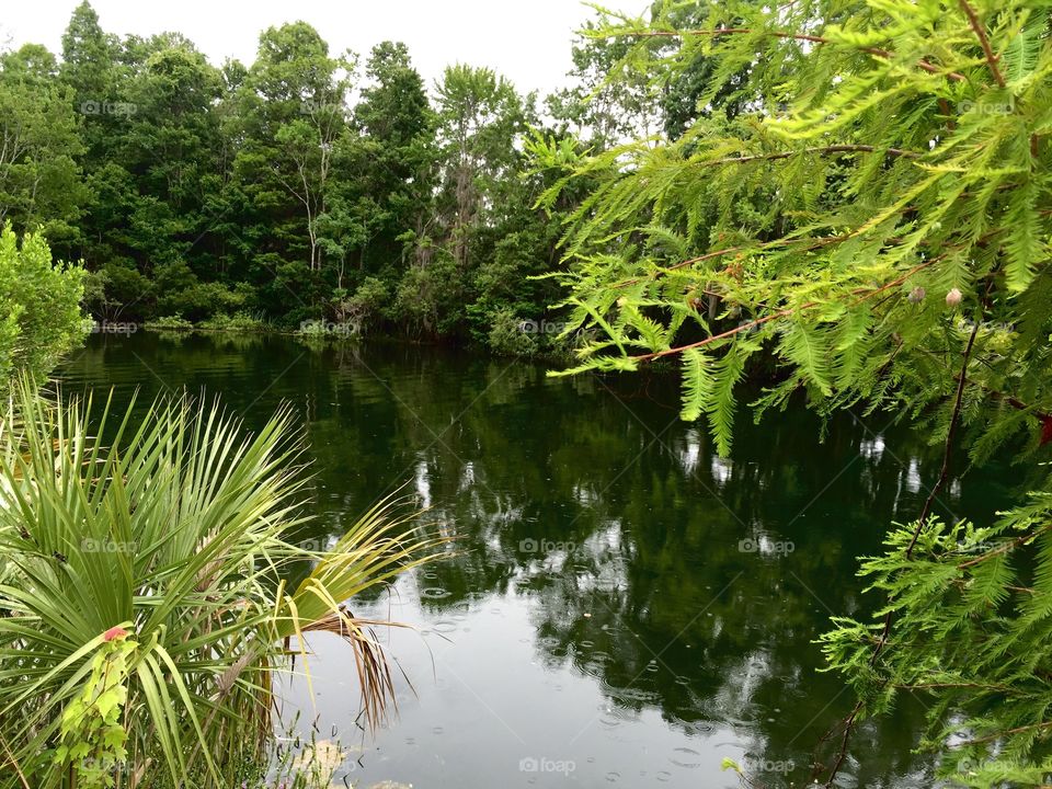 Still Trees and Water. Trees around and reflected in water. 