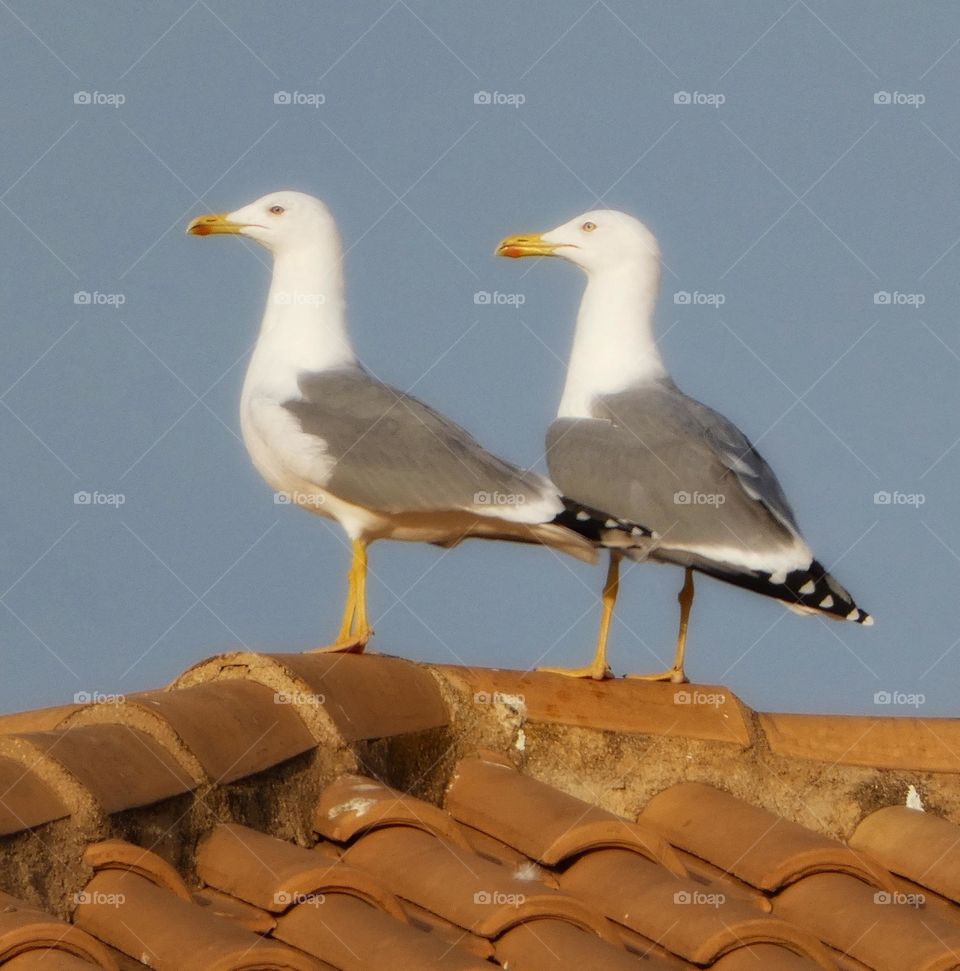 Two seagulls on a roof