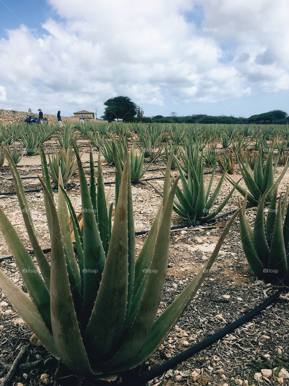 Aloe fields!