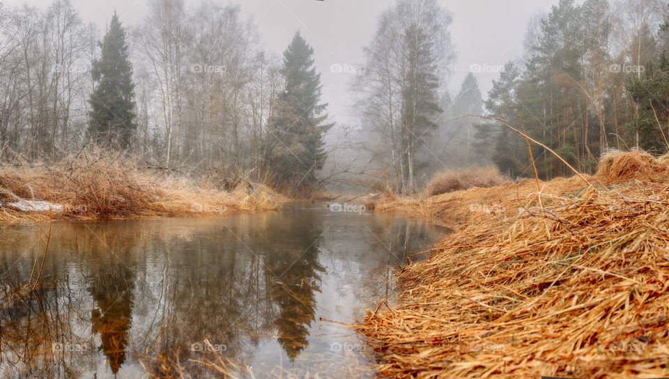 Misty morning in a spring forest with river