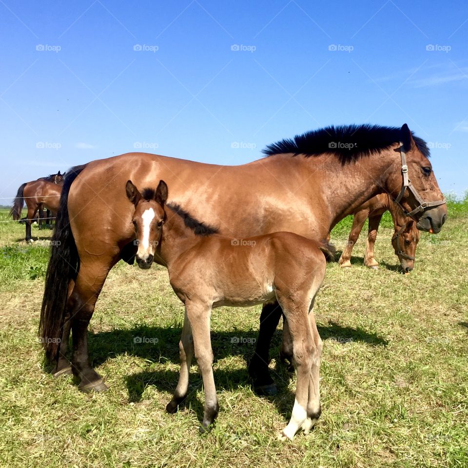 A two weeks old colt with mare, hourse baby girl with mom