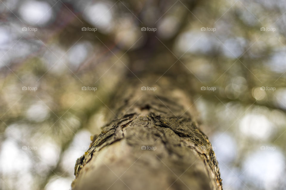 Close-up of tree