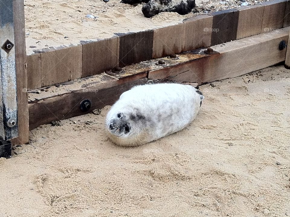 Seal cub Norfolk coast. Baby seal Norfolk Coast